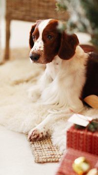 Lovely animals-04