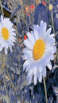 Blooming flower