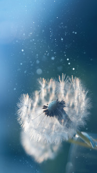 Why do dandelions fly