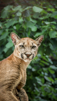 Cute puma