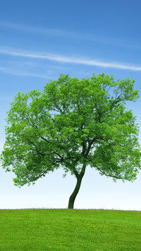 Green tree