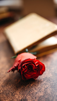 Rose flower with booklet in blured background