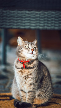 A cute gray cat with a red tape in his neck
