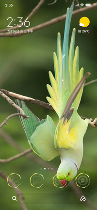 LILY NAVVA V12.5