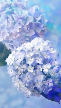 Flowers that can alleviate emotions 37