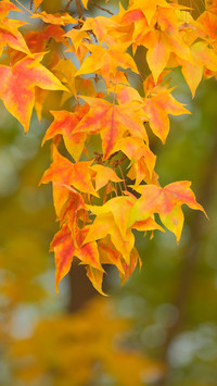 Maple leaves are on the trees in autumn