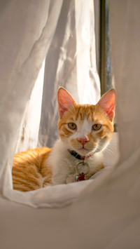 Orange cat in front the window