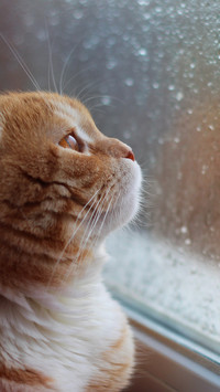 窗台上的猫咪