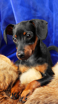 矫健杜宾犬