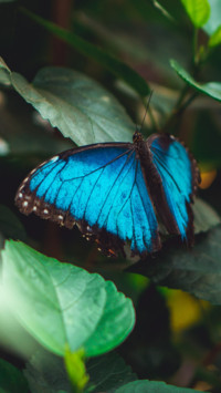 Butterfly (13)