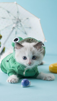 Teach you how to raise puppet cats