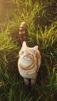 What is cat scratch disease