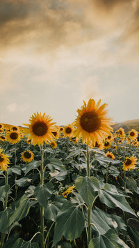 beautiful flower-09