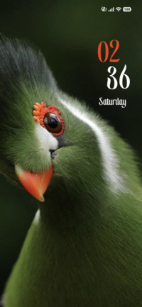 Green Beak