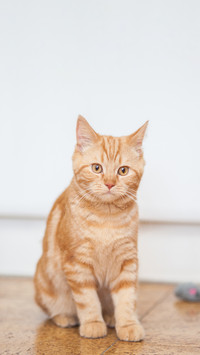Red Fluffy Cat Sitting on the Floor