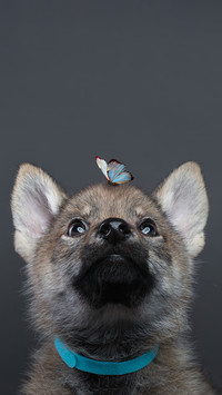 Family pets that rely most on their owners 4