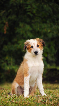 Dog278