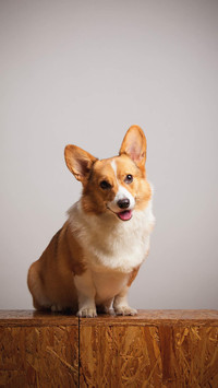 Dog225