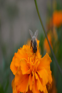 flower bee.jpg