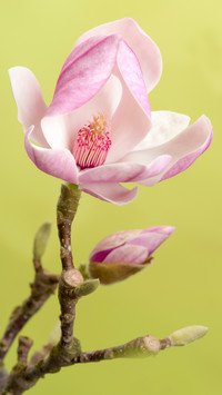 Spring scenery-08