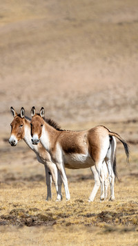 Wildlife