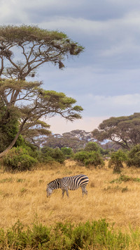 A Zebra Grazes on The Grassland