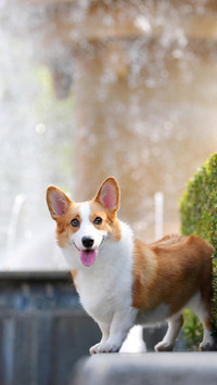 萌犬柯基
