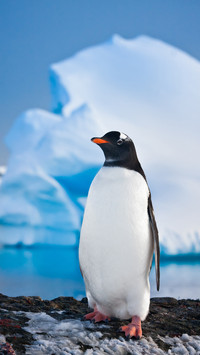 Penguins also have psychological problems 49