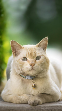 猫咪有“反社会倾向”？