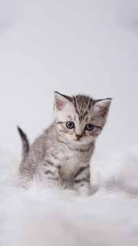 猫猫性格心理学