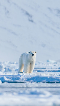 Polar bear on the pack ice