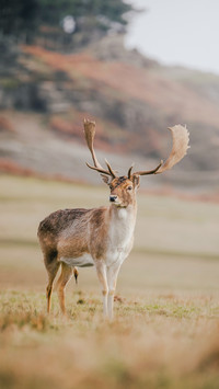 Fallow Deer Stag with Large Antlers Roaming Land Standing
