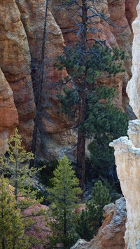 The rocks and tree shadows of Bryce Canyon