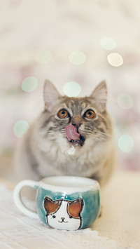 猫咪舌头的秘密