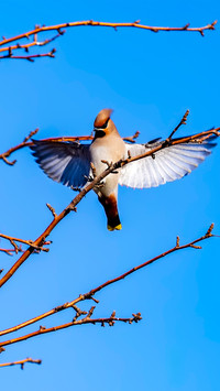 A spreading taiping bird