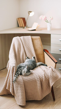 Home pet cute kitten cat lying in the chair