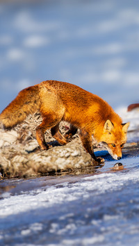 A red fox drinking water in the park