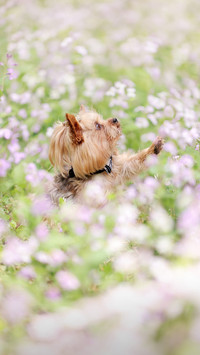 Dogs are our good friends 9