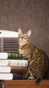 Pushing cats can still earn money