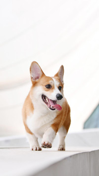 萌犬柯基