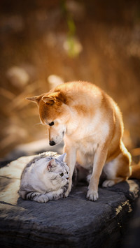The difference between raising a cat and a dog