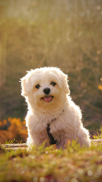 大型犬VS小型犬