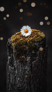 Fresh Daisy