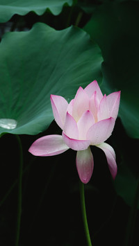 红莲如火开满池