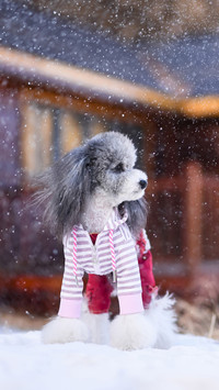 Is your dog afraid of the cold 72