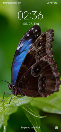 Butterfly-Forest_3MDS