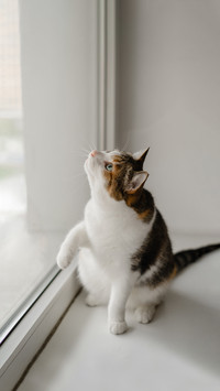 Tricolor cat is trying to catch something
