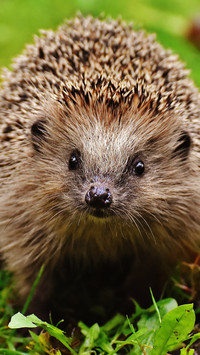 Hedgehog (5)