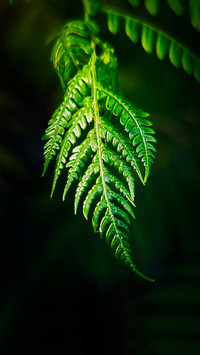 Macro green plants
