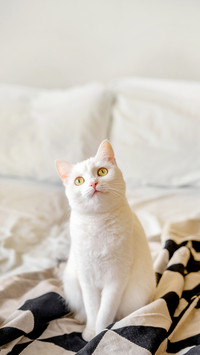 Close up View of White Shorthair Cat